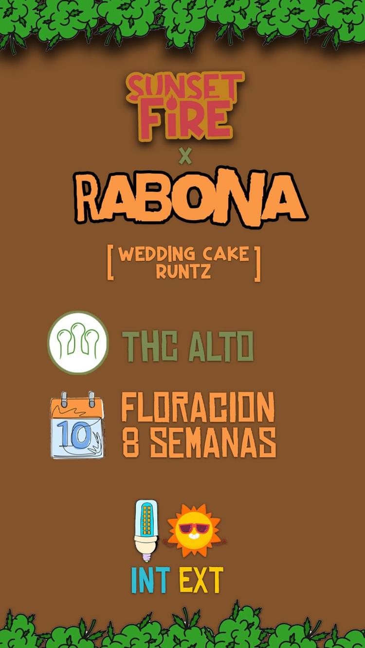 SF Rabona