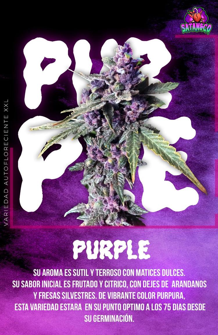 Auto Purple