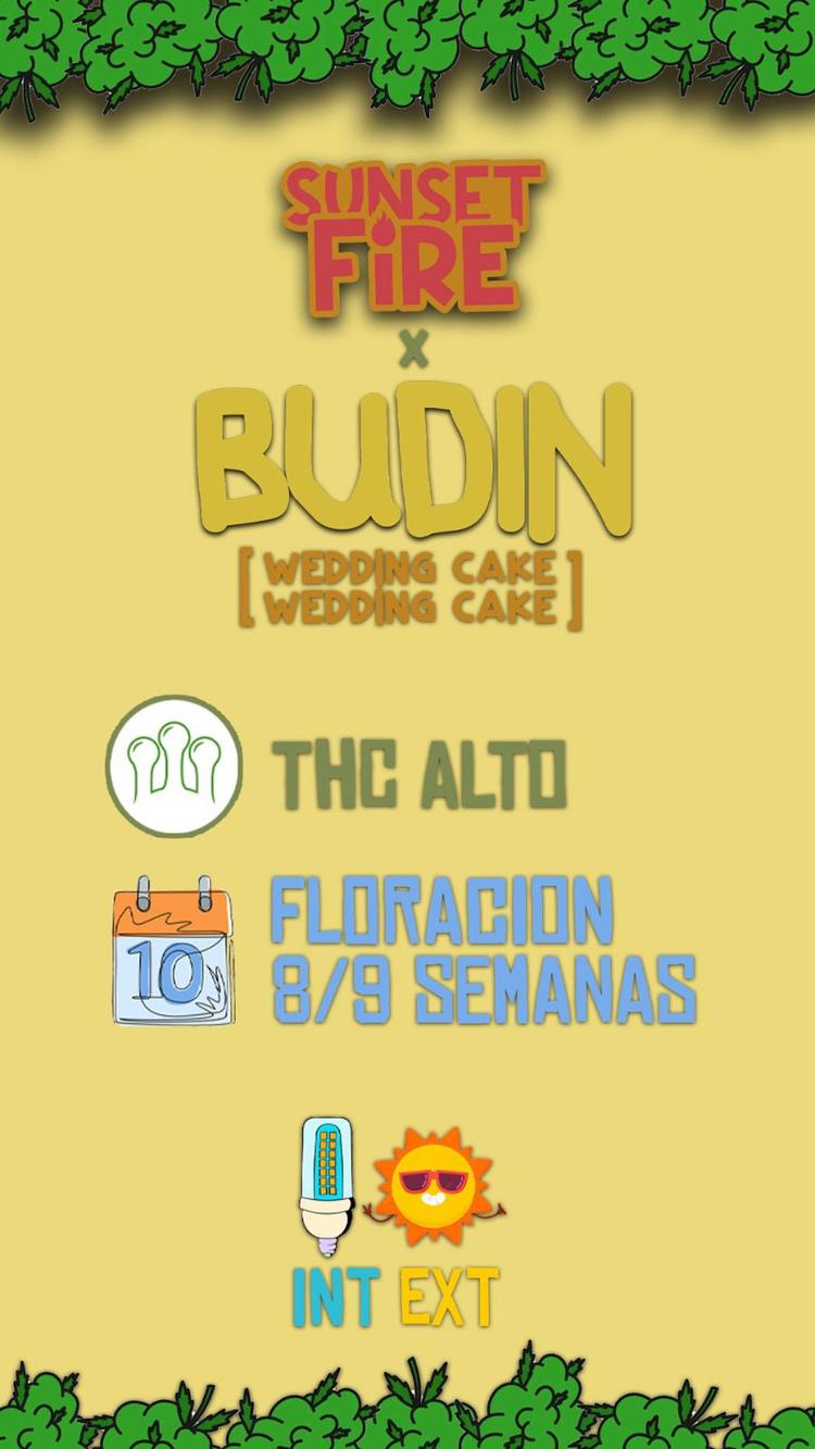 SF Budín