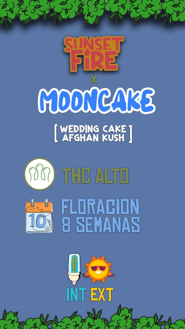 SF Mooncake